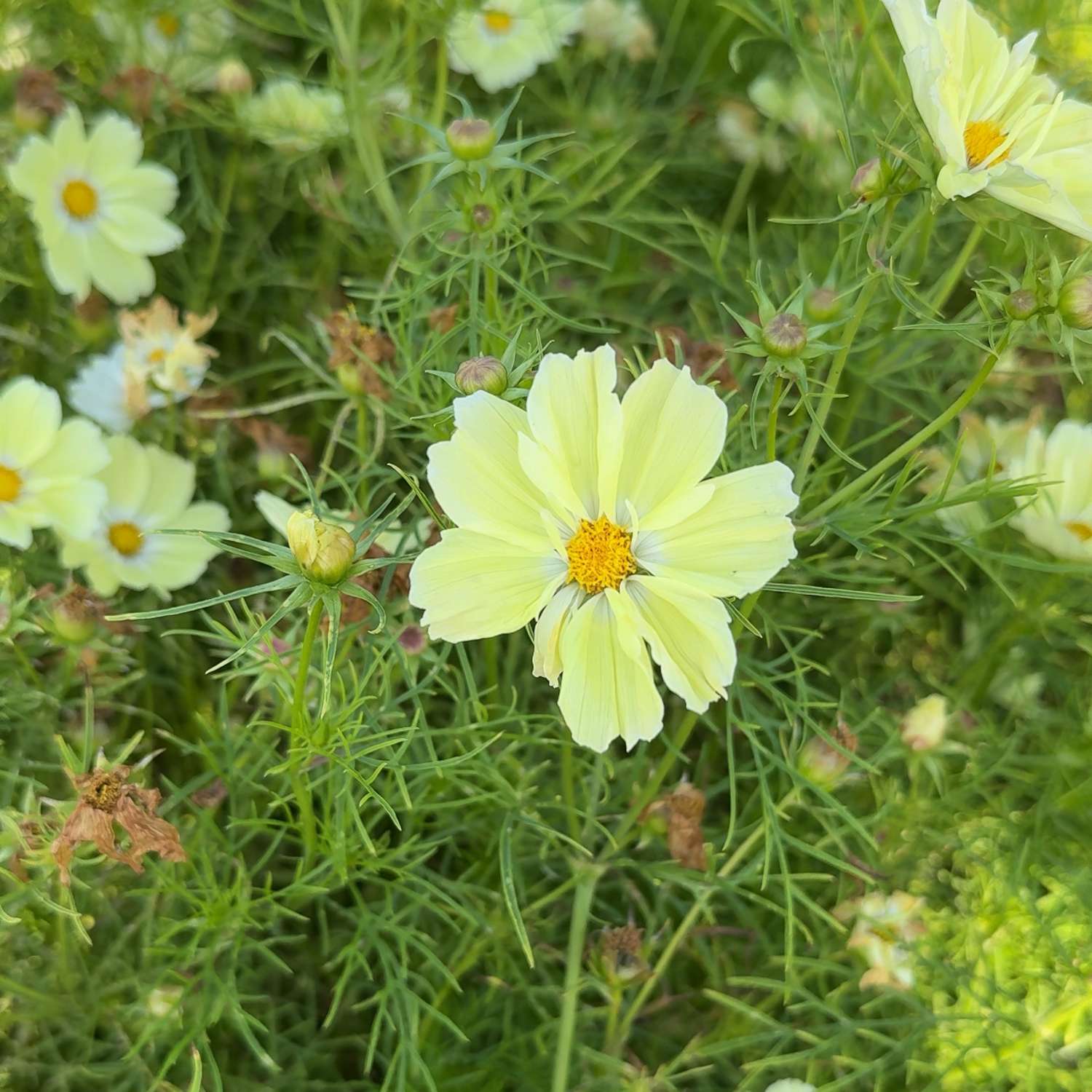 Cosmos 'Kiiro' (graines)